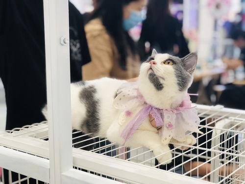 娱乐吃瓜酱宠物收养,娱乐吃瓜酱带你走进温馨的宠物世界