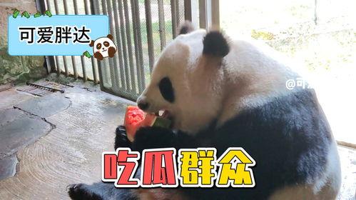 娱乐吃瓜熊猫视频,趣味视频背后的故事