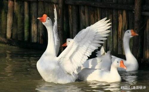 八鹅吃瓜菌娱乐圈,娱乐圈风云录
