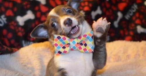 娱乐吃瓜菌宠物